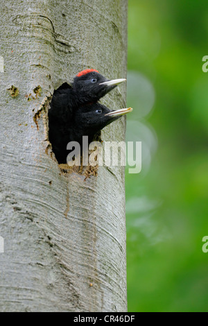 Picchio nero (Dryocopus martius), uccelli giovani poco prima di volare, Biosphaerenreservat Schwaebische Alb Svevo o Foto Stock