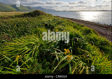 Spiaggia di Glenbeigh di fronte alla penisola di Rossbeigh, Ring of Kerry County Kerry, Irlanda, Europa Foto Stock