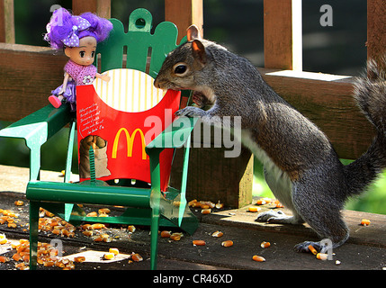 Chi ha mangiato le patatine fritte Foto Stock