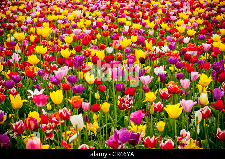 Molla di colorate fioriture di tulipani a fiore farm. Stati Uniti d'America Foto Stock