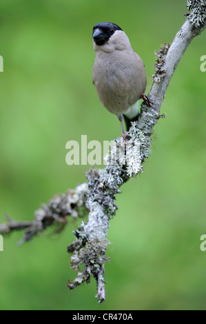 Bullfinch (Pyrrhula Pyrrhula), femmina, Carelia, Finlandia orientale, Finlandia, Europa Foto Stock