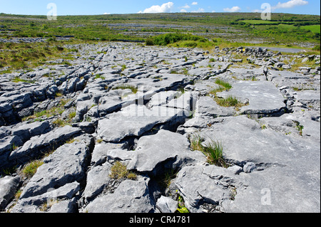 Erosione calcarea vicino Ballyallaban, Burren, County Clare, Irlanda, Europa Foto Stock