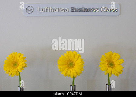 Nella sezione Business Class di Lufthansa Boeing 747-8. Foto Stock