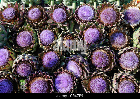 Carciofo (Cynara cardunculus) Fiori Foto Stock