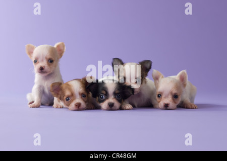 Cinque cuccioli di chihuahua Foto Stock