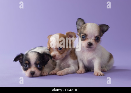 Tre cuccioli di chihuahua Foto Stock