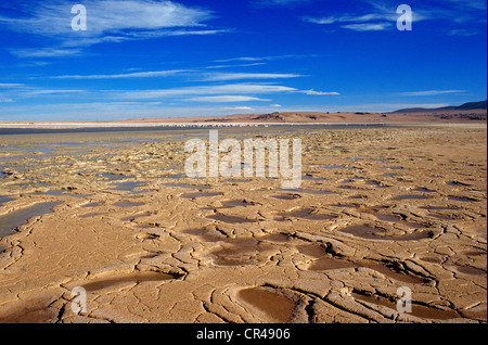 Il Cile, regione di Antofagasta, El Loa Provincia, Salar de Tara, fenicotteri rosa nel paesaggio minerale dell'altiplano cileno in Foto Stock