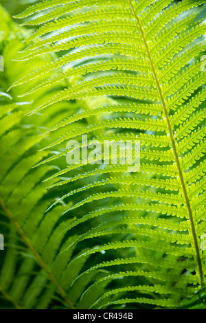 Primo piano verde foglia di felce sfondo Foto Stock