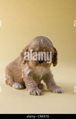 American Cocker Spaniel cucciolo Foto Stock