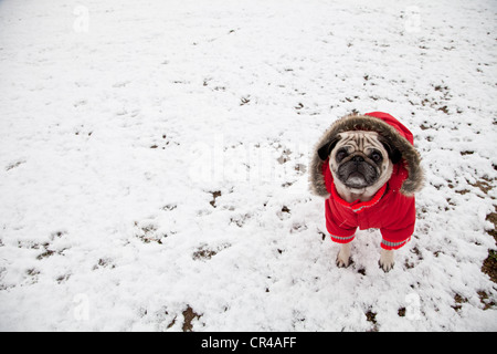 Pug vestito in un cane rosso cappotto in inverno in Sant Cugat del Valles, Barcellona, in Catalogna, Spagna, Europa Foto Stock