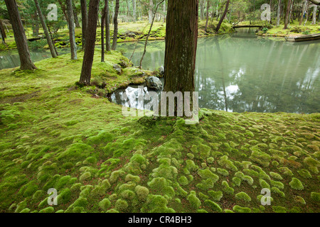Il Giardino di Moss al tempio Saihoji un unico giardino Giapponese composta di muschio Foto Stock