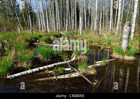 Lago moro o bog con betulle, Benediktbeurer ormeggiare o Moos, Benediktbeuern, Alta Baviera, Germania, Europa Foto Stock