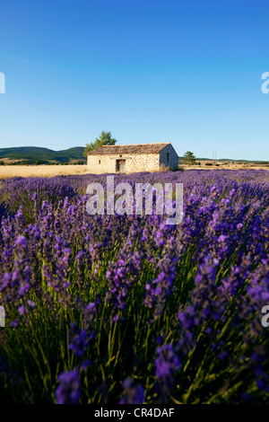 Francia, Drome, Drome Provencale, rifugio in campi di lavanda vicino Ferrassieres Foto Stock