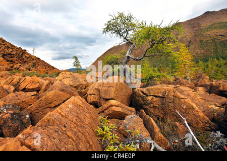 Mont Albert paesaggio, Gaspesie National Park, Quebec, Canada Foto Stock