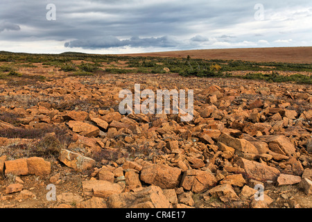 Mont Albert paesaggio, Gaspesie National Park, Quebec, Canada Foto Stock