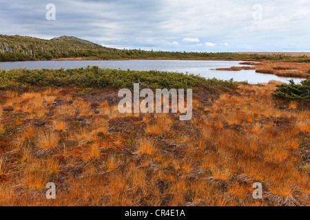 Mont Albert paesaggio, Gaspesie National Park, Quebec, Canada Foto Stock