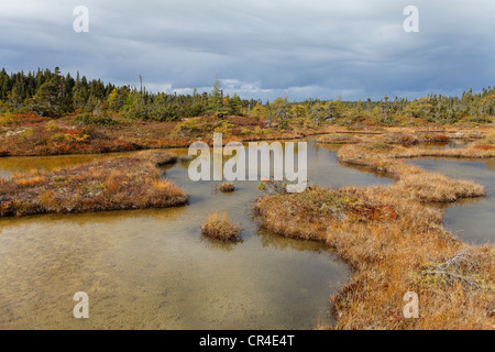 Torbiera nell'arcipelago di Mingan Parco nazionale di riserva, isola di cava, Duplessis district, Quebec, Canada Foto Stock