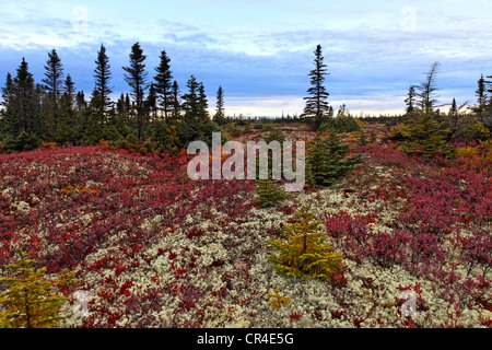 La foresta boreale lungo St Lawrence river, Nero Abete (Picea mariana) e Nord Highbush mirtillo (Vaccinium corymbosum) Foto Stock