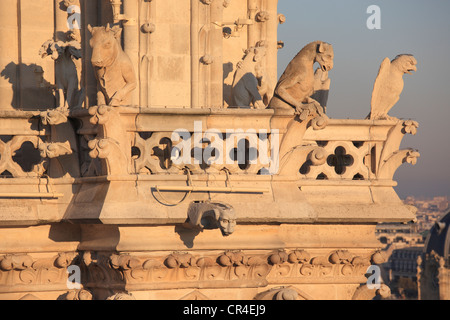 Francia, Parigi, Ile de la Cite, la cattedrale di Notre Dame de Paris, doccioni sulla chimere hall Foto Stock