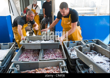 Francia, Herault, Sete, Vieux Port (vecchio porto), la selezione e lo sbarco delle catture di pesce da un peschereccio da traino per il mercato del pesce Foto Stock