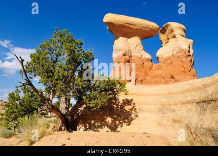 Hoodoos al giardino Devils, Scalone Escalante National Monument, Utah, Stati Uniti d'America, America del Nord Foto Stock