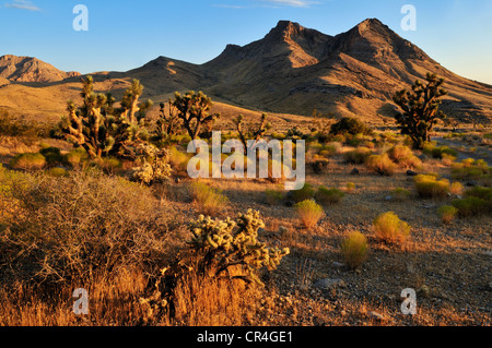 Alberi di Joshua (Yucca brevifolia) in Beaver Dam lavare National Conservation Area, Deserto Mojave, Utah, Stati Uniti d'America, America del Nord Foto Stock