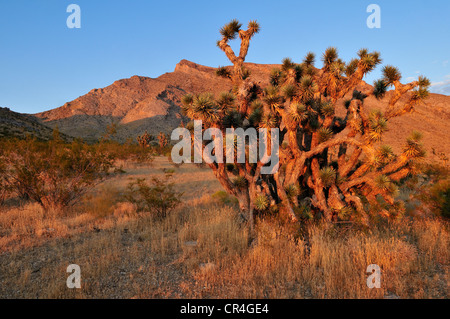 Joshua tree (Yucca brevifolia) in Beaver Dam lavare National Conservation Area, Deserto Mojave, Utah, Stati Uniti d'America, America del Nord Foto Stock