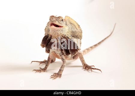 Frilled Dragon che mostra la sua balza intorno al suo collo Foto Stock