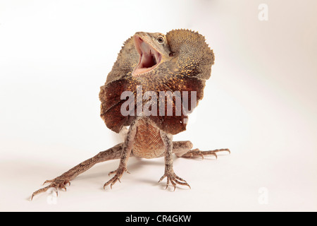 Frilled Dragon che mostra la sua balza intorno al suo collo in un studio shot su uno sfondo semplice Foto Stock