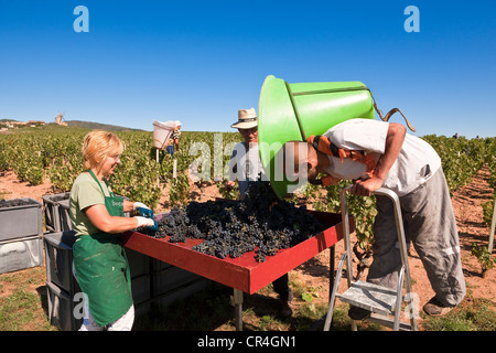 Francia, Rhone, Le Beaujolais, vigneti di Moulin uno sfiato, la vendemmia delle vigne di M. Janin Thierry Foto Stock