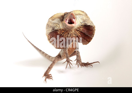 Frilled Dragon che mostra la sua balza intorno al suo collo Foto Stock