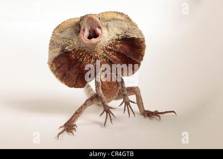 Frilled Dragon che mostra la sua balza intorno al suo collo Foto Stock