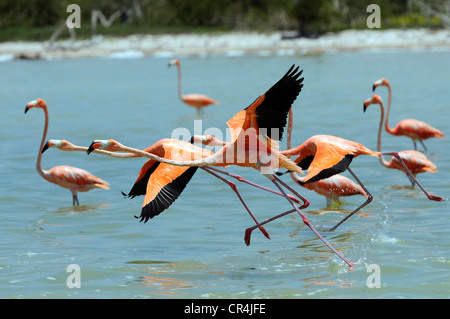 Messico, Yucatan Stato, Rio Lagartos riserva della biosfera, fenicotteri rosa (Phoenicopterus ruber) Foto Stock