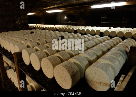 Righe di formaggio immagazzinata in la stagionatura in cantine di Roquefort Societe, il Roquefort-sur-Soulzon, Aveyron, Francia, Europa Foto Stock