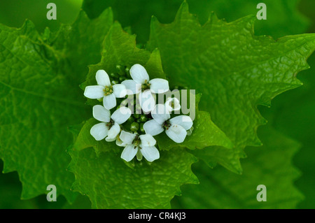 Aglio senape alliaria petiolata perenne Foto Stock