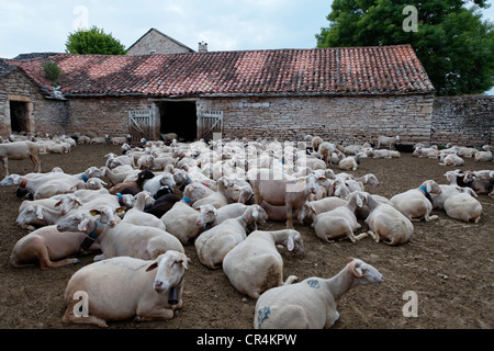 Gregge di pecore Causse du Larzac, Grands Causses Parco Naturale Regionale, patrimonio mondiale dell UNESCO, Aveyron, Francia, Europa Foto Stock