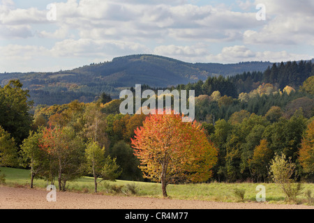 Il Ciliegio nel paesaggio autunnale, Parc Naturel Regional de Millevaches, Millevaches Parco Naturale Regionale, Correze, Francia Foto Stock