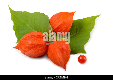 (Physalis Physalis alkekengi) di fiori e foglie isolato su bianco Foto Stock