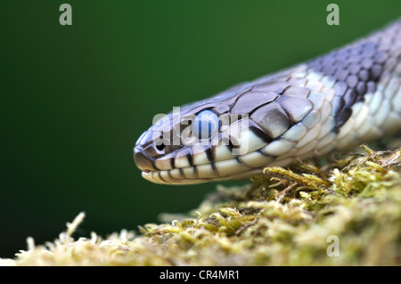 Biscia natrix serpente rettile Foto Stock