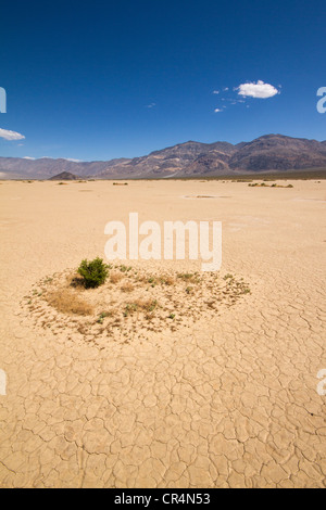 Fango incrinato in un lago essiccato letto nel Parco Nazionale della Valle della Morte in California, Stati Uniti d'America Foto Stock