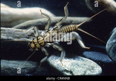 Larva di Stonefly, plecotteri Dinocras (sp). Foto Stock