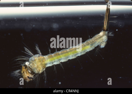 Larva di zanzara Culex (sp). Foto Stock