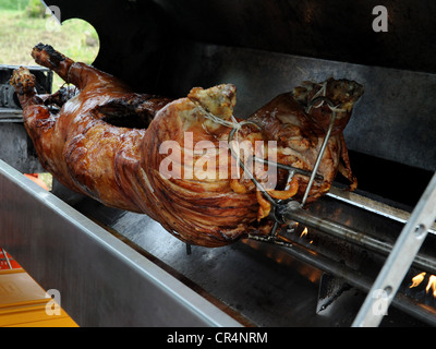 Un sano cercando di arrosto di maiale allo spiedo essendo torrefatto all'esterno. Foto Stock