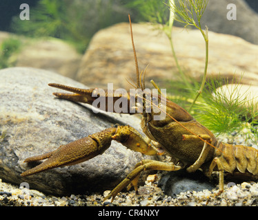 Bianco-artigliato il gambero di fiume o di flusso Atlantico gamberi di fiume (Austropotamobius pallipes) Foto Stock