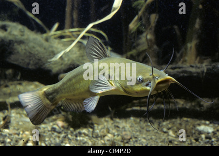 Lupo di mare (Ictalurus melas) Foto Stock