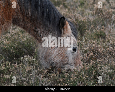 Un cavallo selvaggio mangiare erba nella nuova foresta Hamsphire. Foto Stock