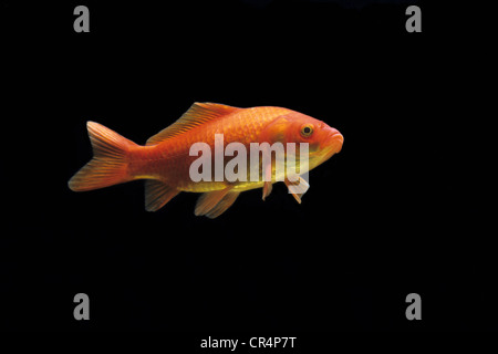 Goldfish (Carassius auratus auratus) Foto Stock