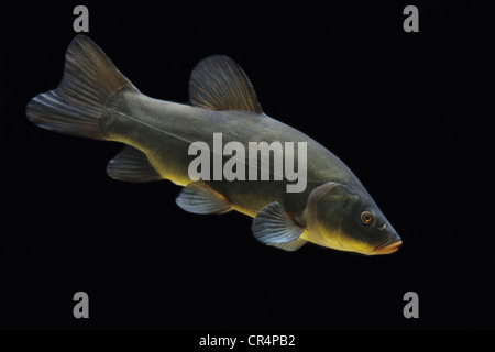 Tinche o Doctor Fish (Tinca tinca) Foto Stock