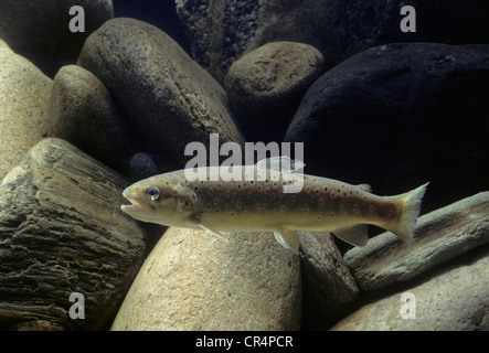 La trota marrone (Salmo trutta fario) Foto Stock