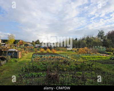 Un allottment britannico in una giornata di sole con cielo blu. Foto Stock